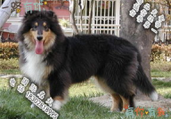 纯种苏格兰牧羊犬,忠诚与智慧的纯种典范