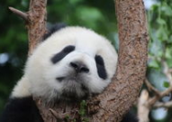 娱乐吃瓜大熊猫视频下载,萌态可掬萌翻网友