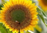 太阳花代表什么,阳光下的希望与勇气象征