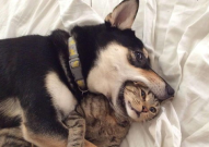 娱乐吃瓜君猫猫狗狗,猫猫狗狗的趣味生活大揭秘