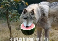 喂驴打一嘴巴子吃瓜娱乐,一场意外的网络狂欢